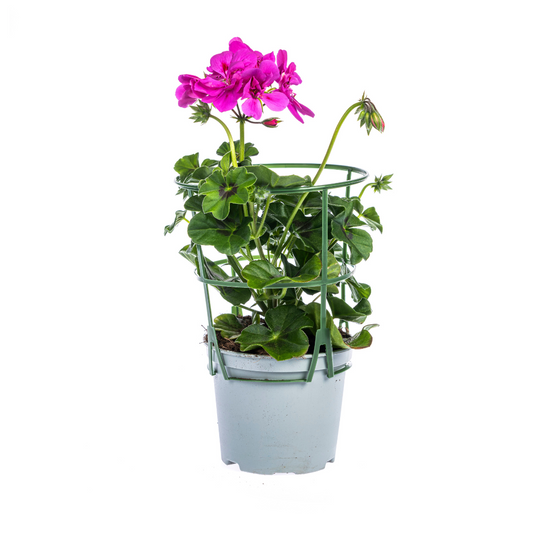8x Pelargonium peltatum Violet Ø12 cm - ↕20 cm - Botanic-Vibes