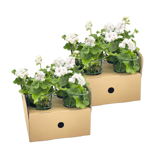 8x Pelargonium peltatum Weiß Ø12 cm - ↕20 cm - Botanic-Vibes