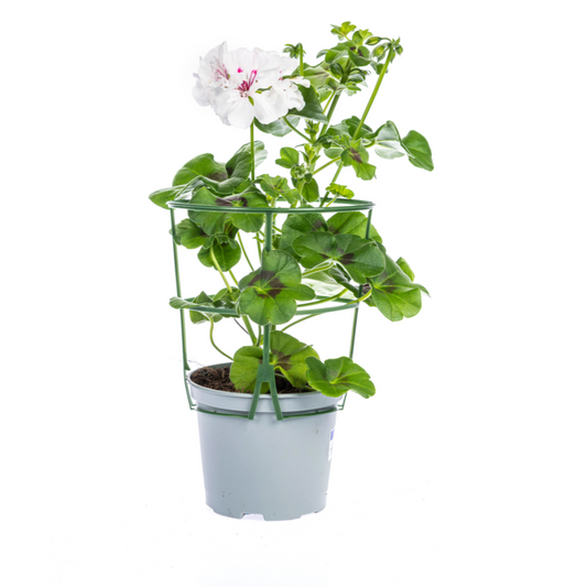 8x Pelargonium peltatum Weiß Ø12 cm - ↕20 cm - Botanic-Vibes