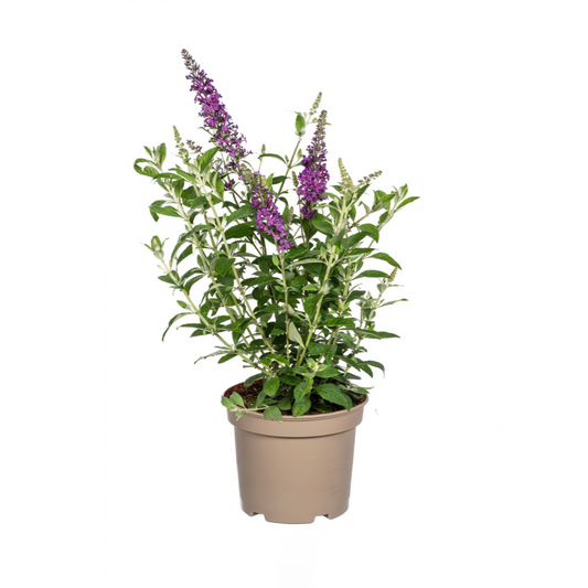 Buddleja Davidii Purple Ø19cm - ↕40 - 50cm - Botanic-Vibes