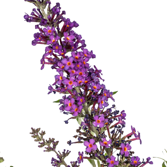 Buddleja Davidii Purple Ø19cm - ↕40 - 50cm - Botanic-Vibes