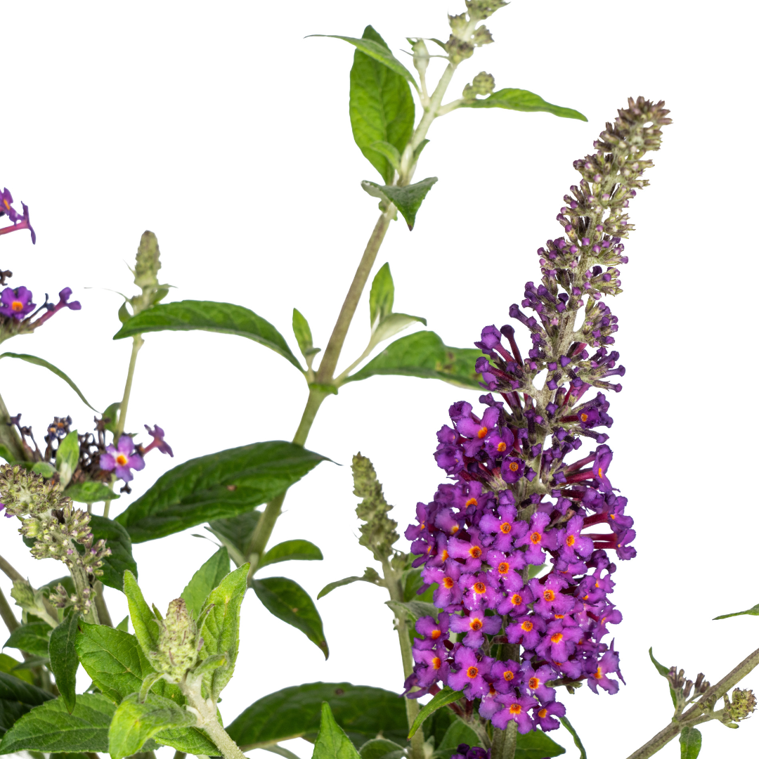 Buddleja Davidii Purple Ø19cm - ↕40 - 50cm - Botanic-Vibes