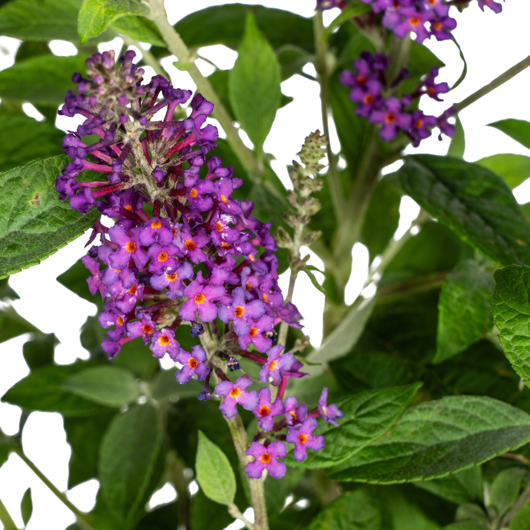 Buddleja Davidii Purple Ø19cm - ↕40 - 50cm - Botanic-Vibes