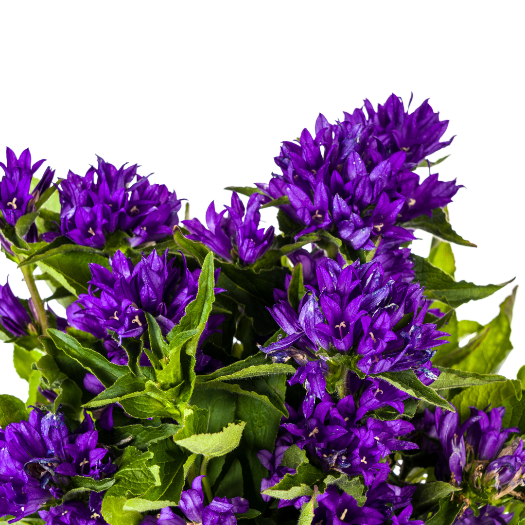 Campanula Glomerata Genti Blue Ø19cm - ↕30 - 40cm - Botanic-Vibes