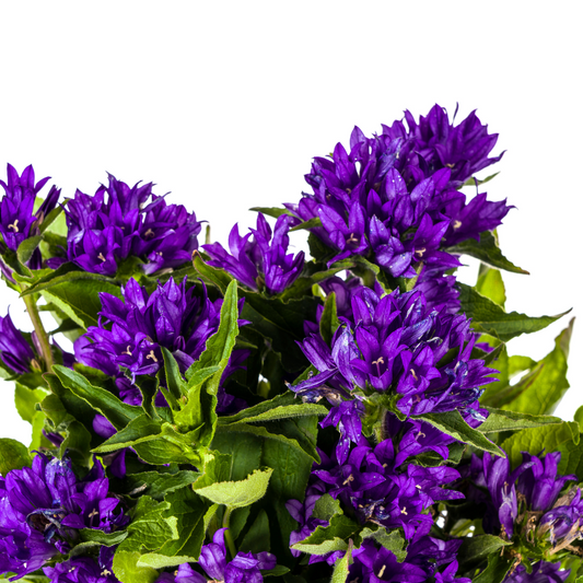 Campanula Glomerata Genti Blue Ø19cm - ↕30 - 40cm - Botanic-Vibes