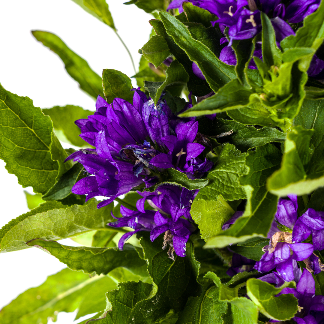 Campanula Glomerata Genti Blue Ø19cm - ↕30 - 40cm - Botanic-Vibes
