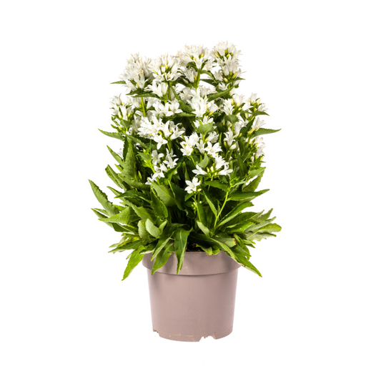 Campanula glomerata Genti Ø19cm - ↕30 - 40cm - Botanic-Vibes