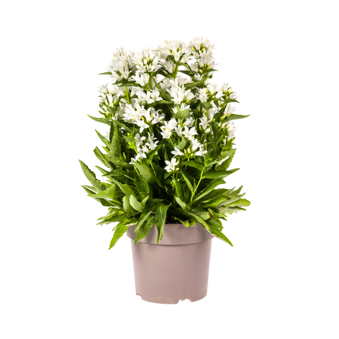Campanula glomerata Genti Ø19cm - ↕30 - 40cm - Botanic-Vibes