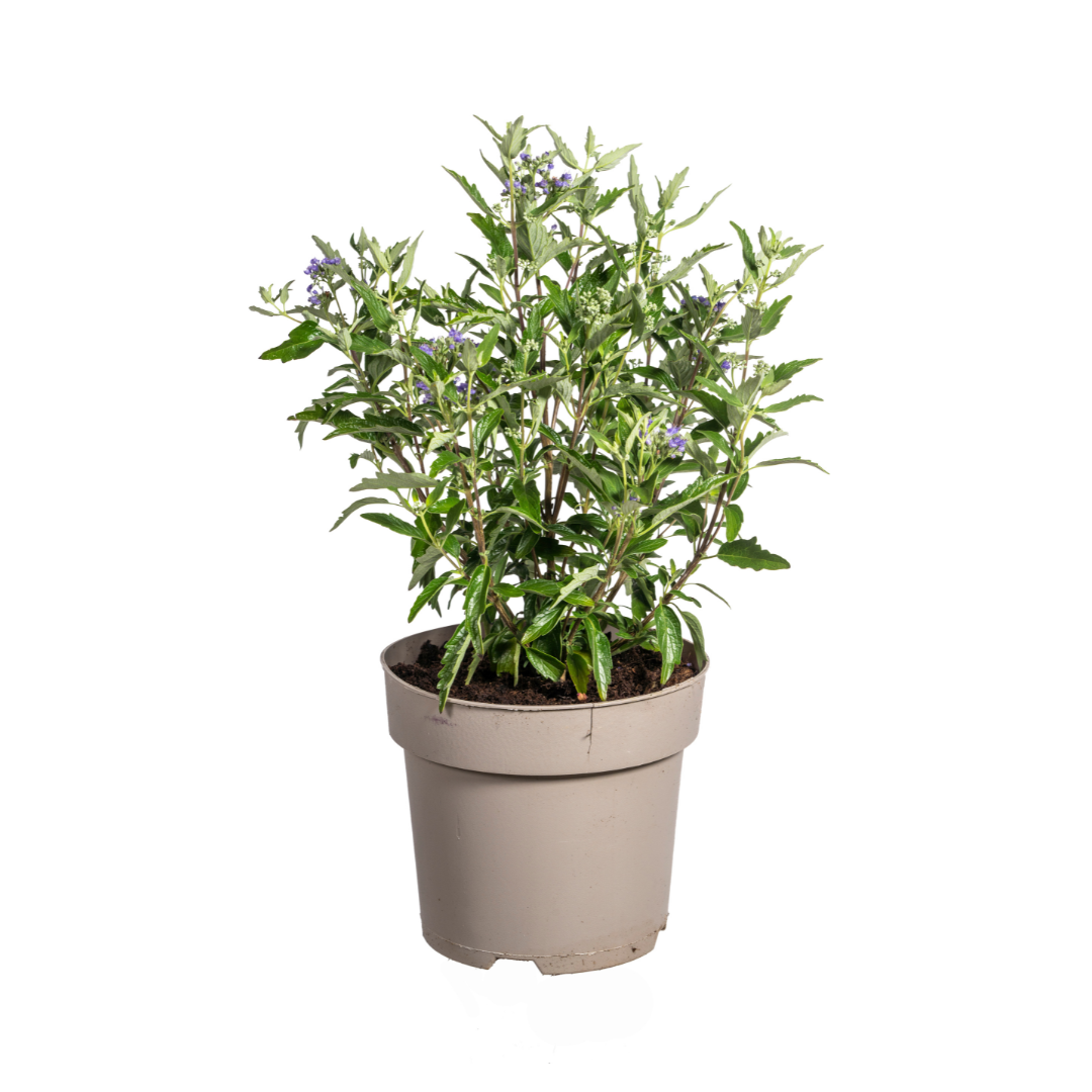 Caryopteris x Clandonensis Ø19cm - ↕40 - 50cm - Botanic-Vibes