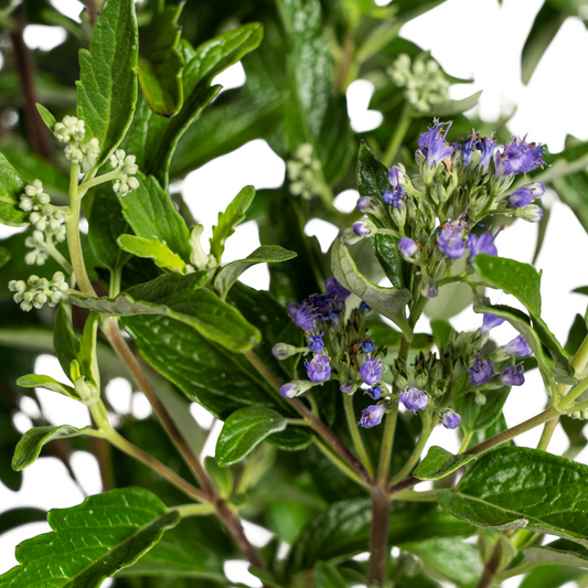 Caryopteris x Clandonensis Ø19cm - ↕40 - 50cm - Botanic-Vibes