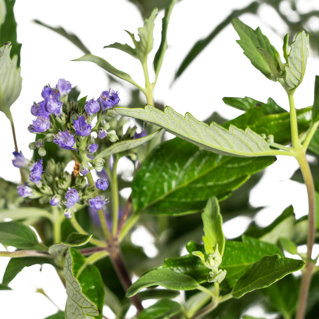 Caryopteris x Clandonensis Ø19cm - ↕40 - 50cm - Botanic-Vibes