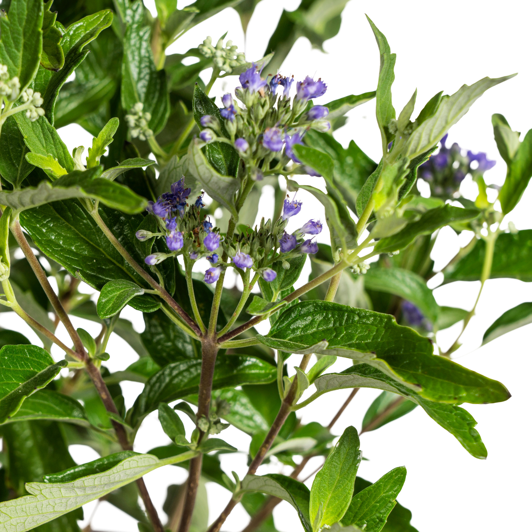 Caryopteris x Clandonensis Ø19cm - ↕40 - 50cm - Botanic-Vibes