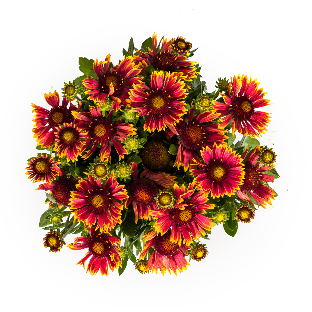 Gaillardia aristata Ø19cm - ↕40 - 50cm - Botanic-Vibes