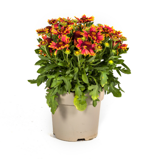 Gaillardia aristata Ø19cm - ↕40 - 50cm - Botanic-Vibes