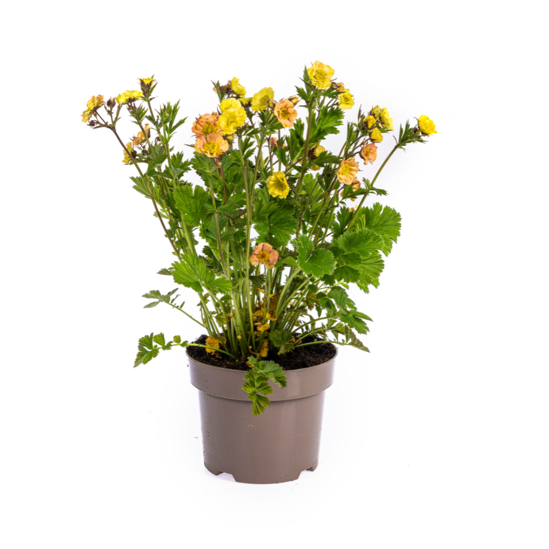 Geum Rivale Yellow Ø19cm - ↕50 - 70cm - Botanic-Vibes