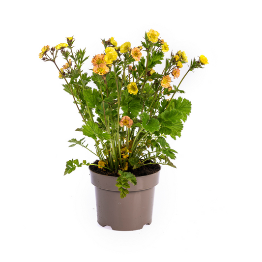 Geum Rivale Yellow Ø19cm - ↕50 - 70cm - Botanic-Vibes