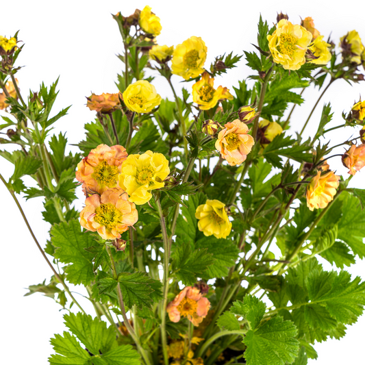 Geum Rivale Yellow Ø19cm - ↕50 - 70cm - Botanic-Vibes