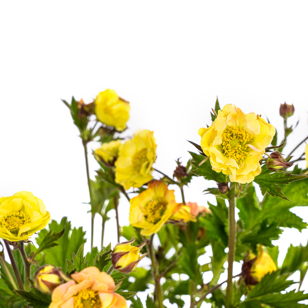 Geum Rivale Yellow Ø19cm - ↕50 - 70cm - Botanic-Vibes