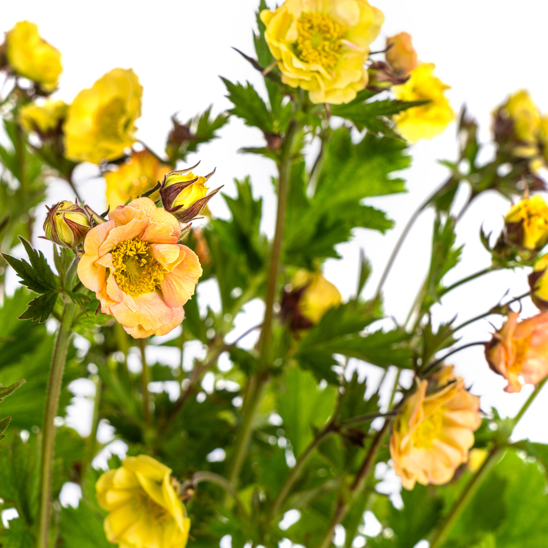 Geum Rivale Yellow Ø19cm - ↕50 - 70cm - Botanic-Vibes