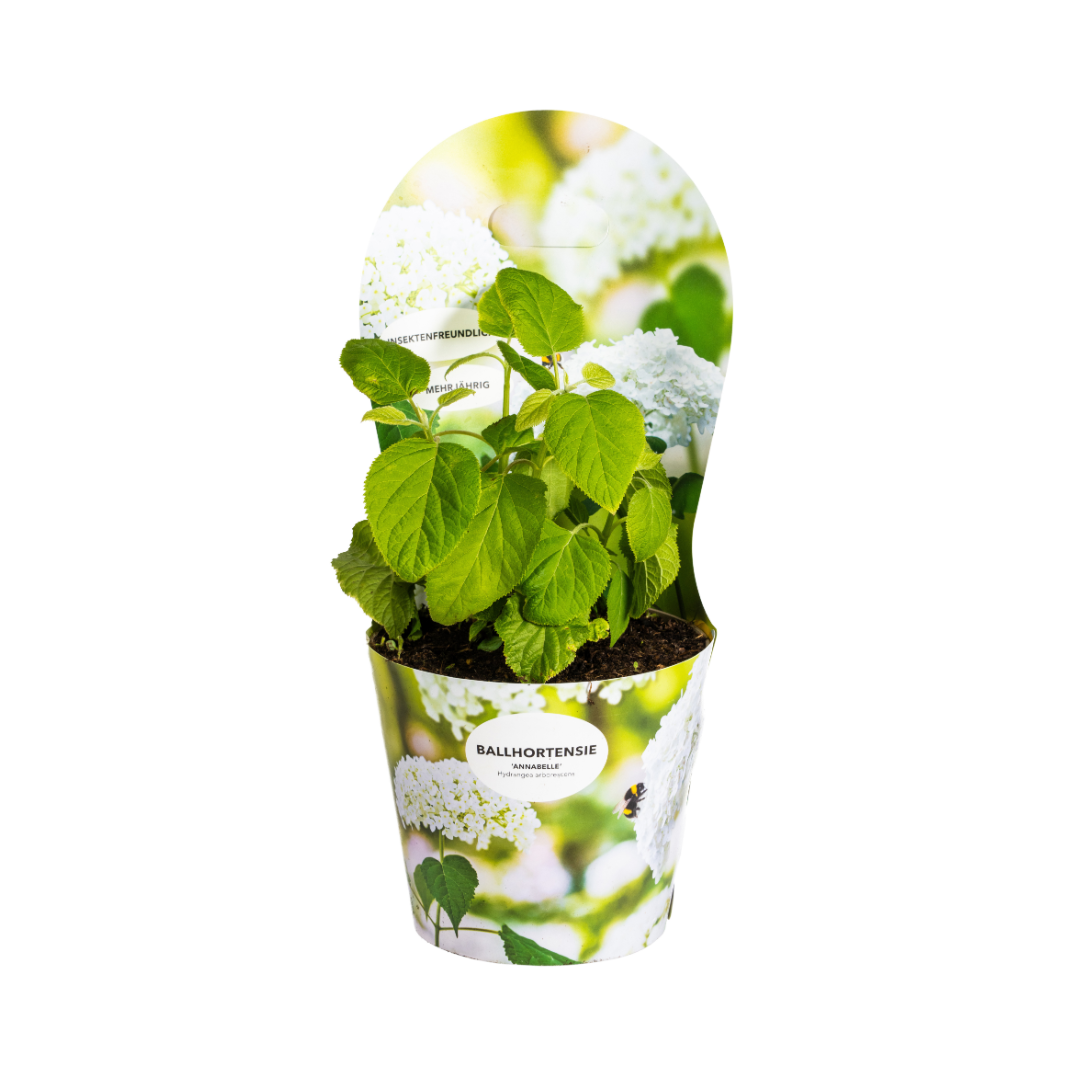 Hydrangea arborescens Annabelle Potcover Ø19cm  ↕30 - 40cm - Botanic-Vibes