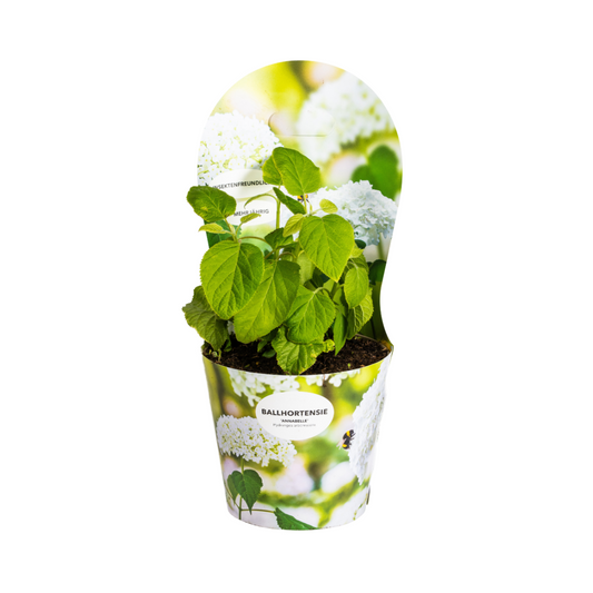 Hydrangea arborescens Annabelle Potcover Ø19cm  ↕30 - 40cm - Botanic-Vibes