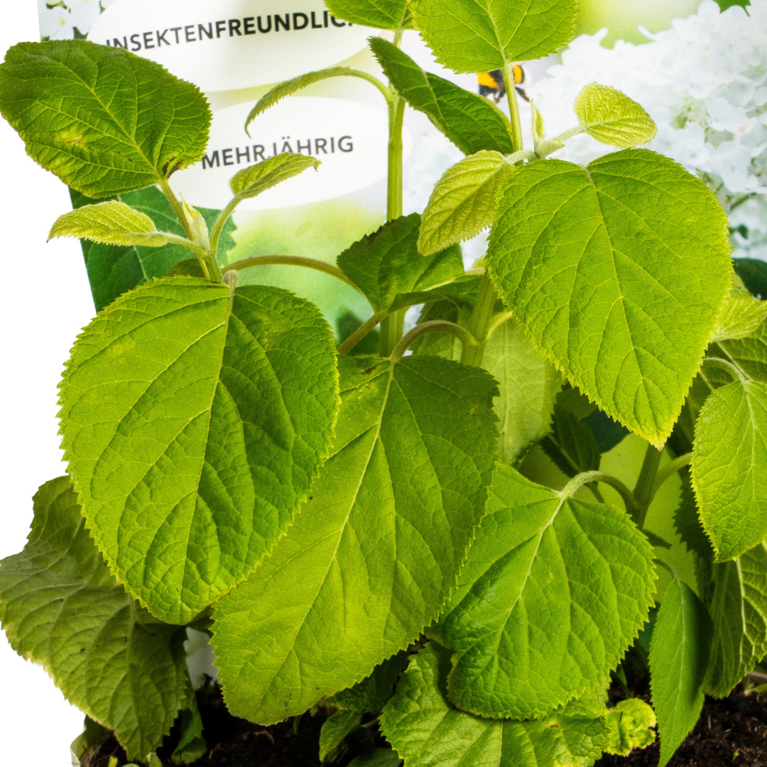 Hydrangea arborescens Annabelle Potcover Ø19cm  ↕30 - 40cm - Botanic-Vibes