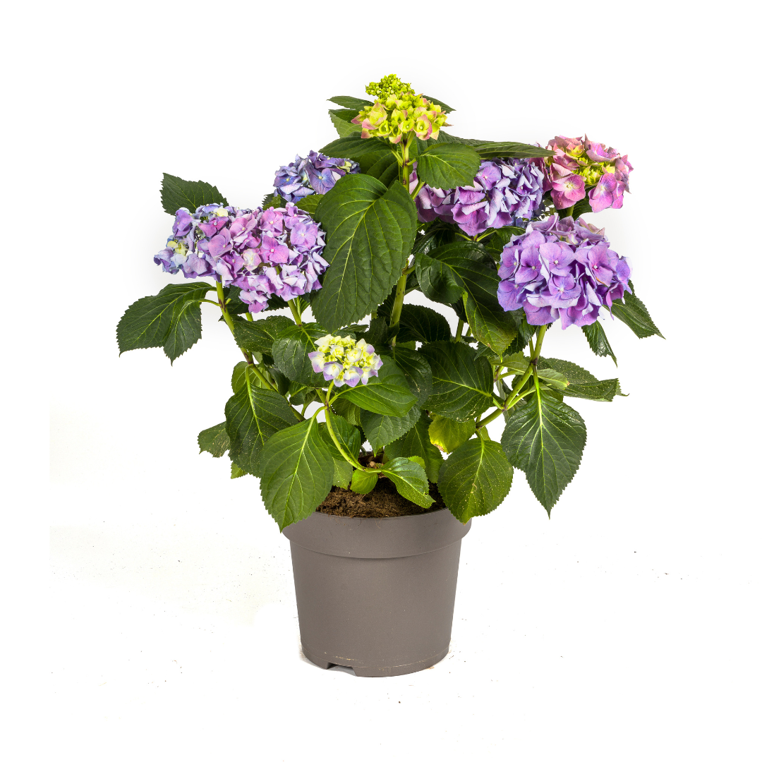 Hydrangea macrophylla Blue Ø24cm - ↕70 - 80cm - Botanic-Vibes