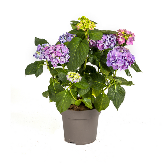 Hydrangea macrophylla Blue Ø24cm - ↕70 - 80cm - Botanic-Vibes