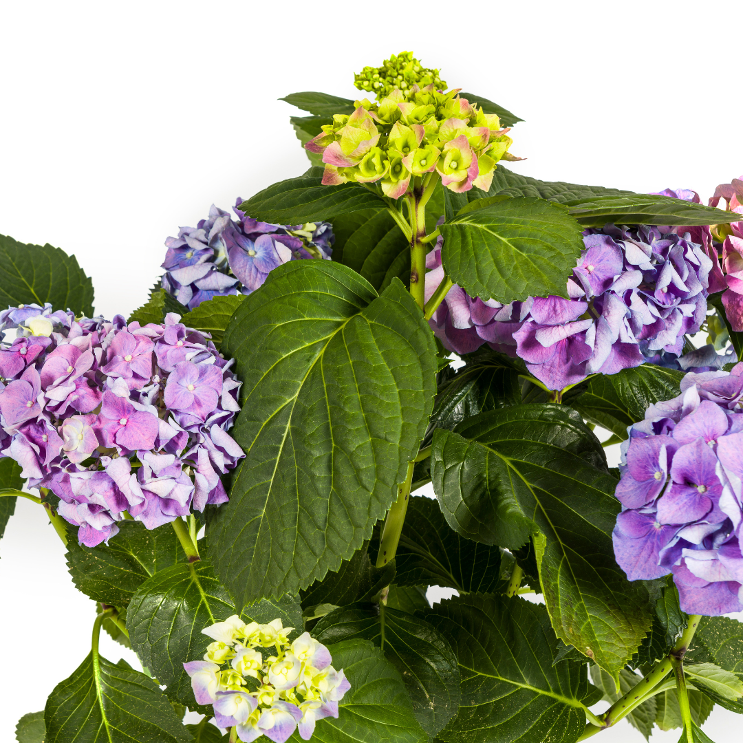 Hydrangea macrophylla Blue Ø24cm - ↕70 - 80cm - Botanic-Vibes