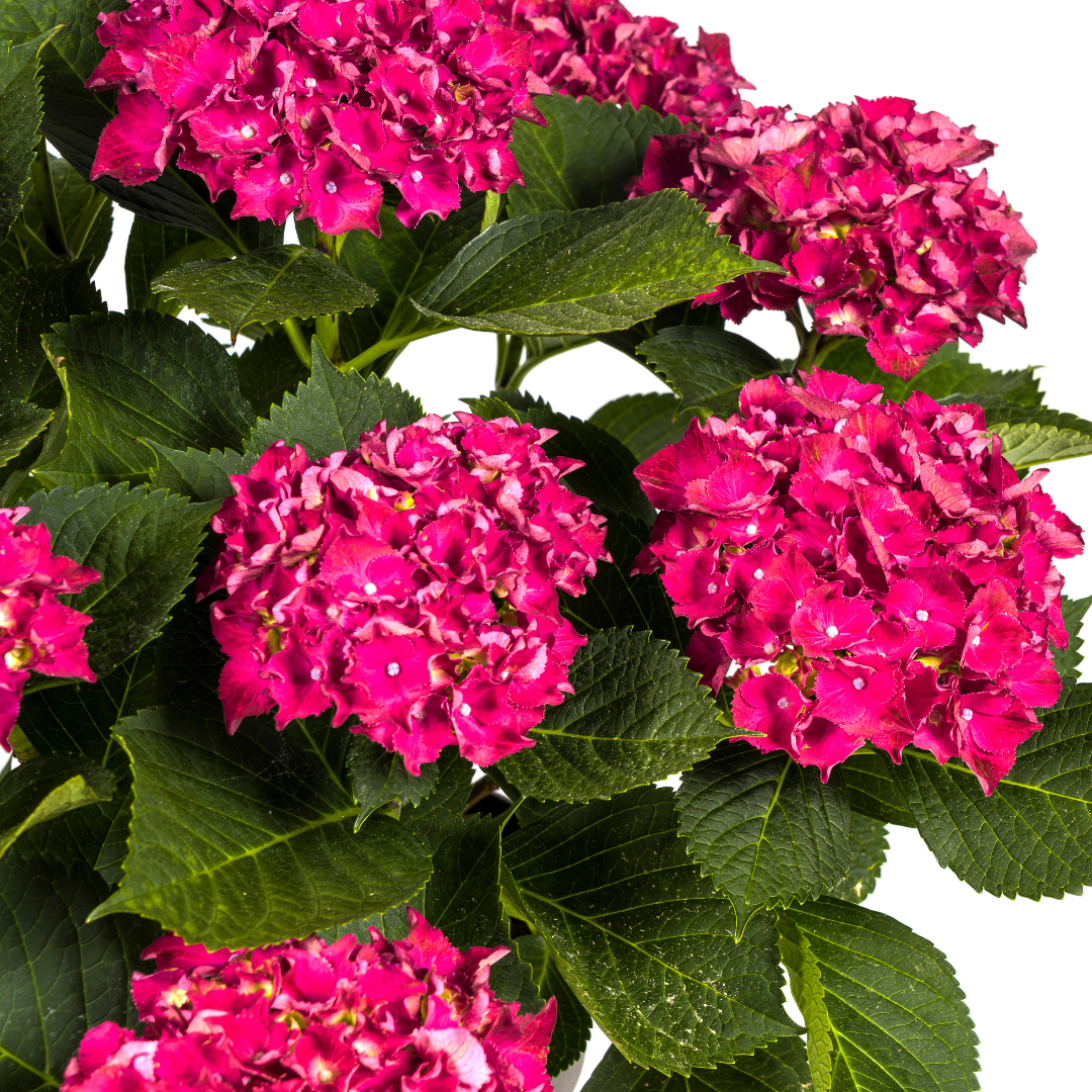 Hydrangea macrophylla Red Ø24cm - ↕70 - 80cm - Botanic-Vibes