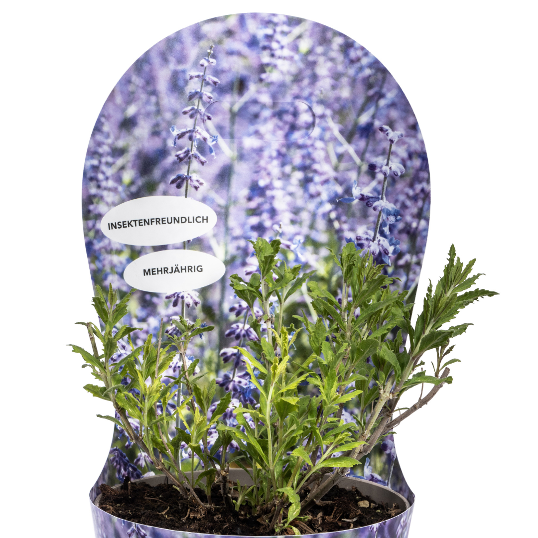 Perovskia atriplicifolia mit Potcover Ø19cm - ↕30 - 40cm - Botanic-Vibes
