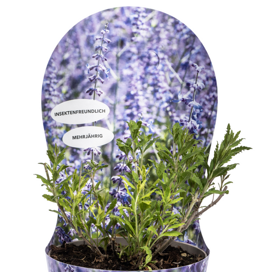 Perovskia atriplicifolia mit Potcover Ø19cm - ↕30 - 40cm - Botanic-Vibes