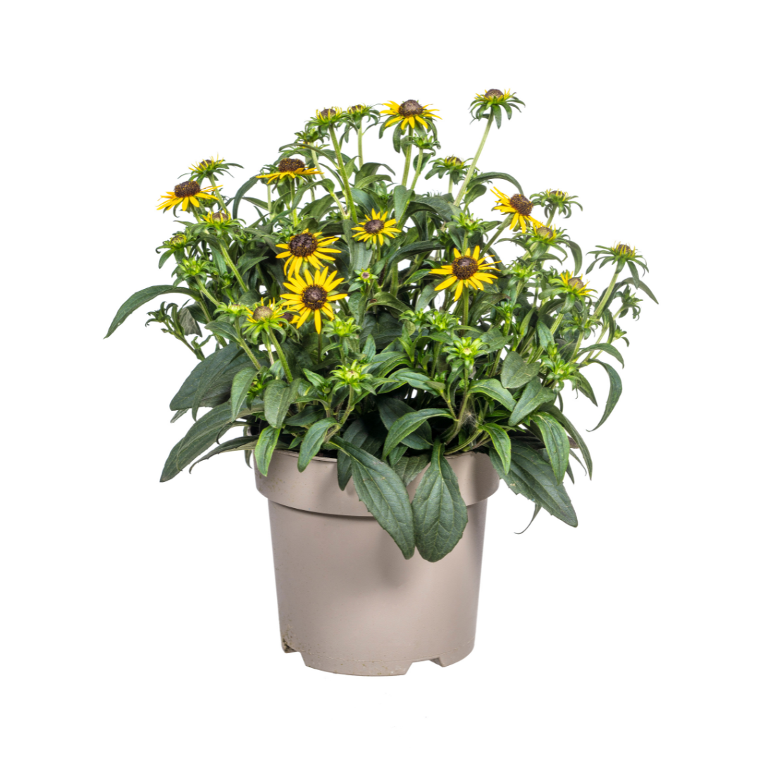 Rudbeckia Fulgida Little-Goldstar Ø19cm - ↕45 - 60cm - Botanic-Vibes