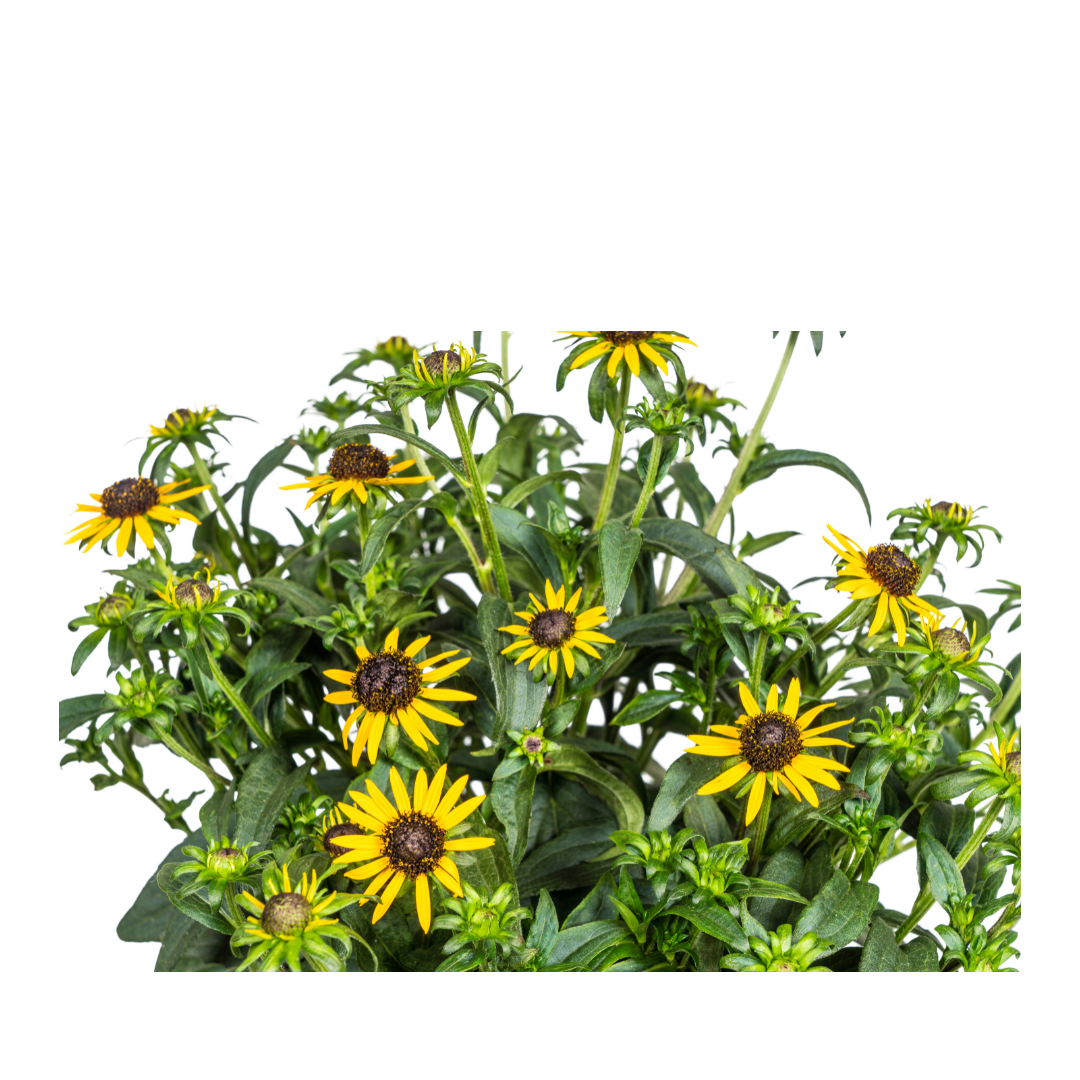 Rudbeckia Fulgida Little-Goldstar Ø19cm - ↕45 - 60cm - Botanic-Vibes