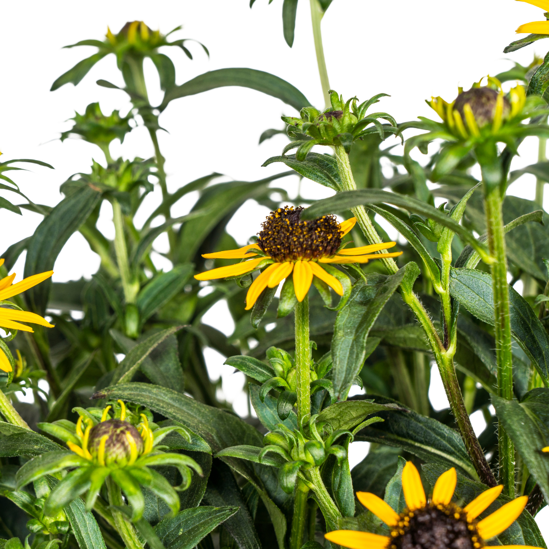 Rudbeckia Fulgida Little-Goldstar Ø19cm - ↕45 - 60cm - Botanic-Vibes