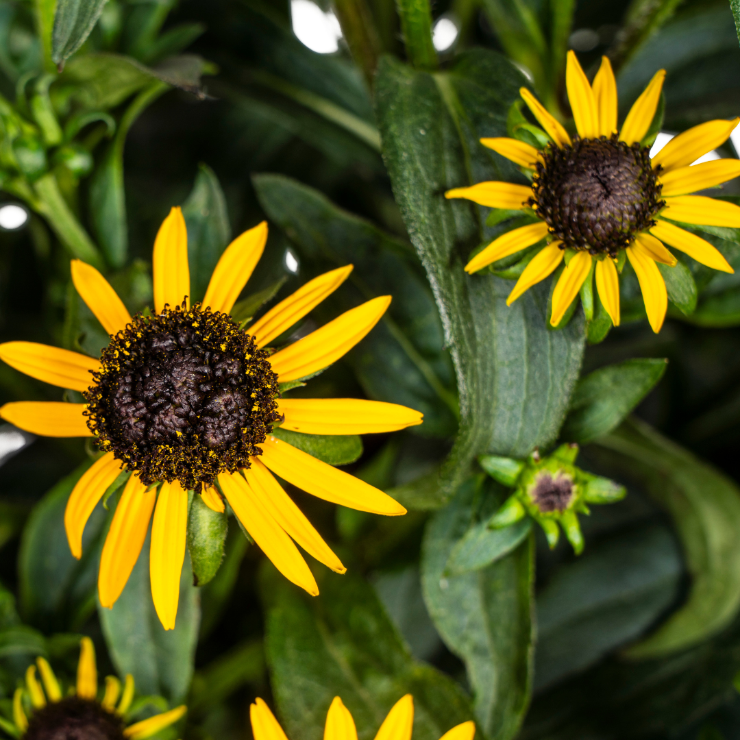 Rudbeckia Fulgida Little-Goldstar Ø19cm - ↕45 - 60cm - Botanic-Vibes