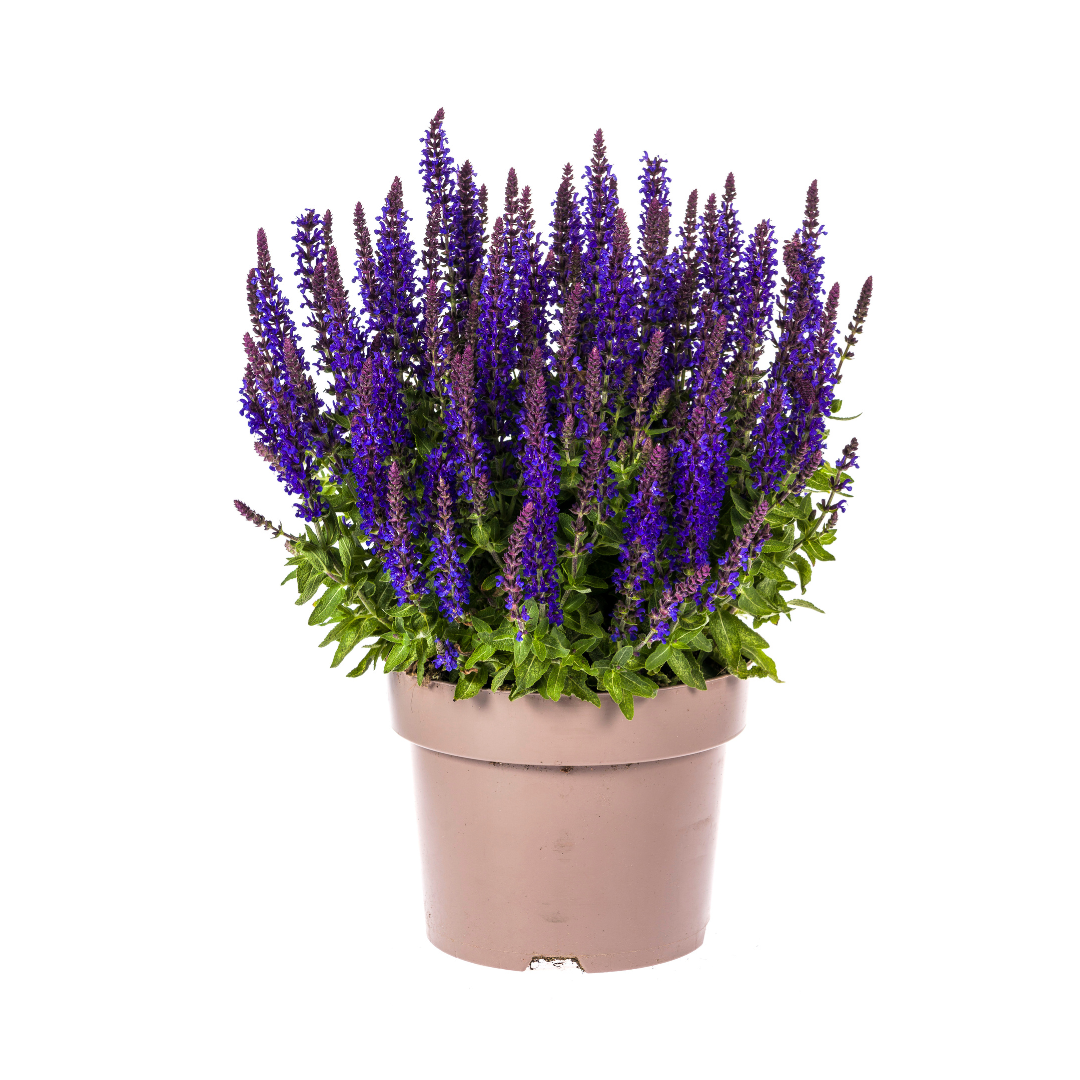 Salvia nemorosa Rianne Ø19cm - ↕50 - 60cm - Botanic-Vibes