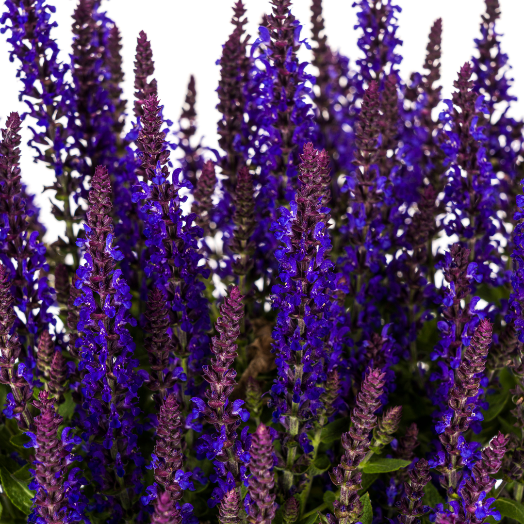 Salvia nemorosa Rianne Ø19cm - ↕50 - 60cm - Botanic-Vibes