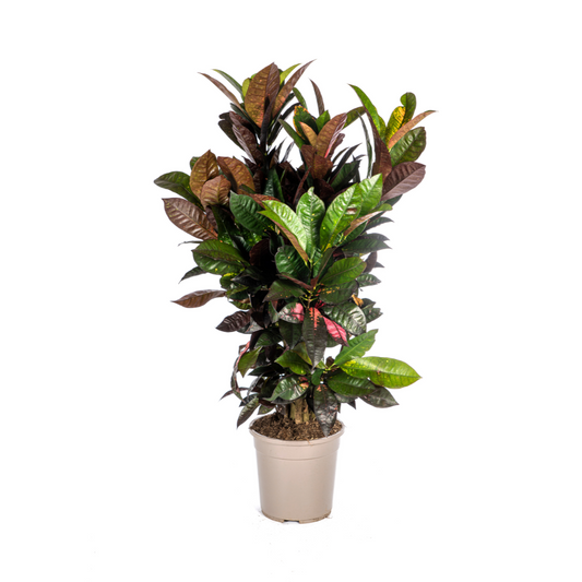 Codiaeum 'Croton' Iceton Ø24cm - ↕80-100cm - Botanic-Vibes