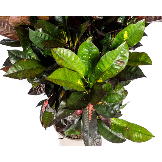 Codiaeum 'Croton' Iceton Ø24cm - ↕80-100cm - Botanic-Vibes