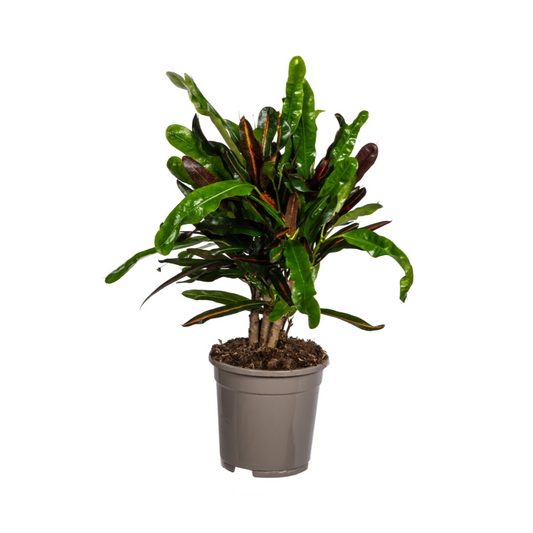 Codiaeum 'Croton' Mamey Ø17cm - ↕40 - 60cm - Botanic-Vibes