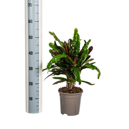 Codiaeum 'Croton' Mamey Ø17cm - ↕40 - 60cm - Botanic-Vibes