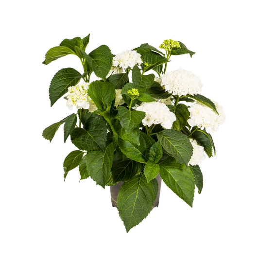 Hydrangea macrophylla White Ø24cm - ↕70 - 80cm - Botanic-Vibes