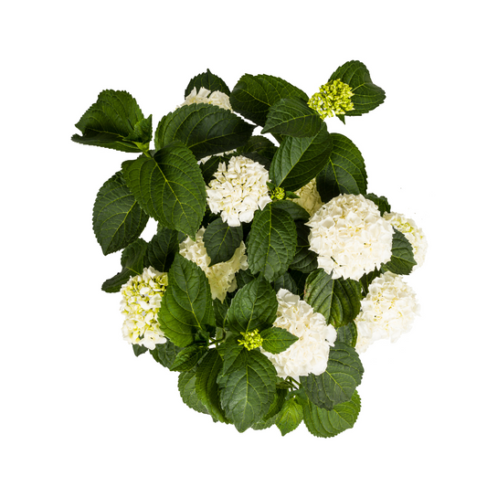 Hydrangea macrophylla White Ø24cm - ↕70 - 80cm - Botanic-Vibes