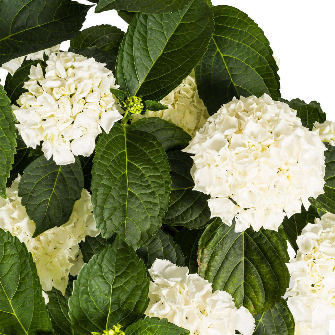 Hydrangea macrophylla White Ø24cm - ↕70 - 80cm - Botanic-Vibes