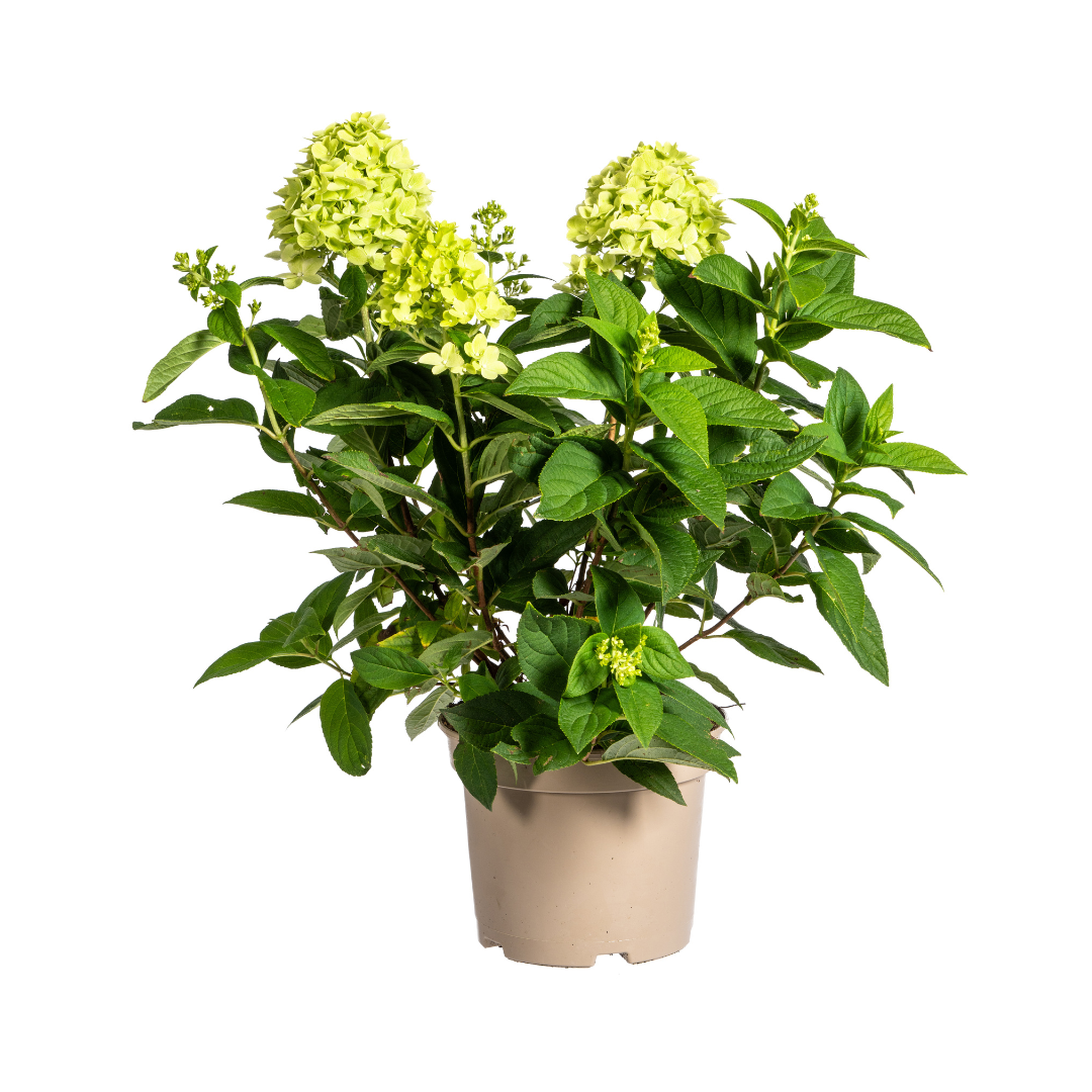 Hydrangea paniculata Limelight Ø19cm - ↕40 - 60cm - Botanic-Vibes