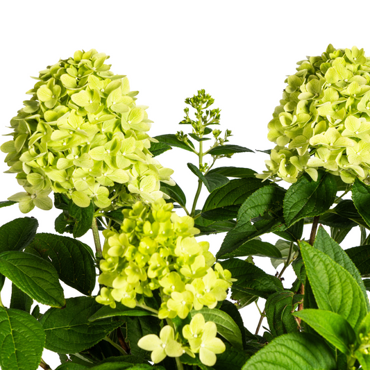 Hydrangea paniculata Limelight Ø19cm - ↕40 - 60cm - Botanic-Vibes