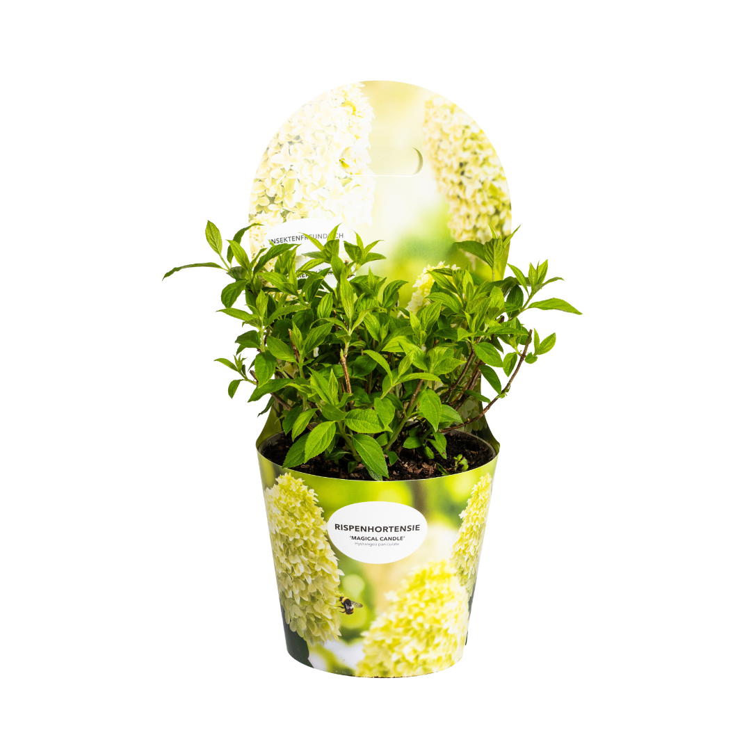 Hydrangea paniculata Magical Candle Potcover  Ø19cm - ↕30 - 40cm - Botanic-Vibes