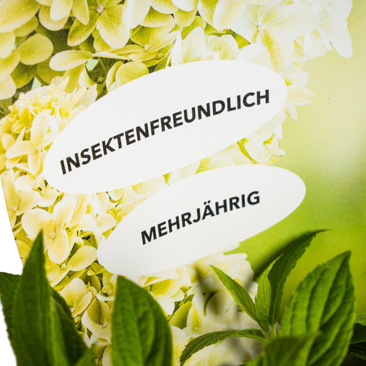 Hydrangea paniculata Magical Candle Potcover  Ø19cm - ↕30 - 40cm - Botanic-Vibes