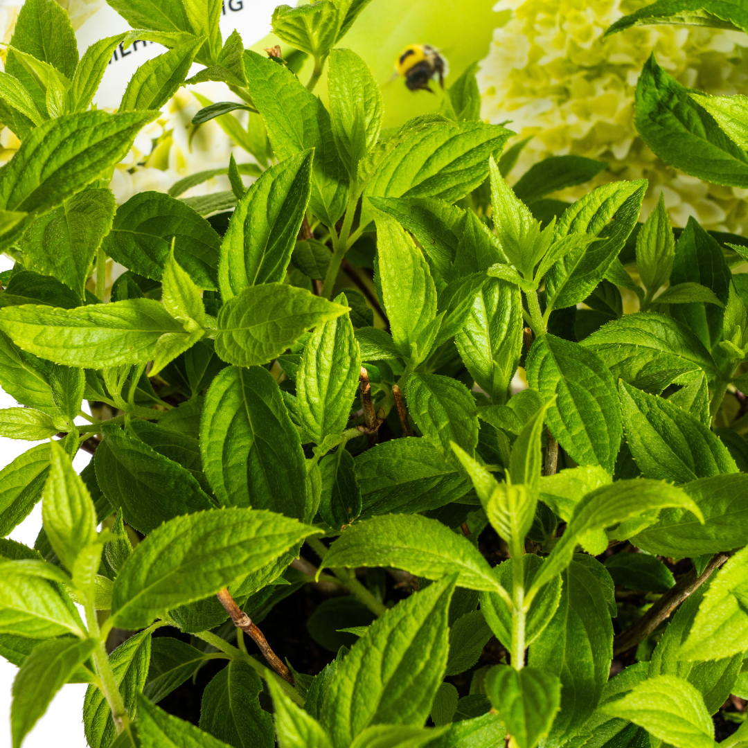 Hydrangea paniculata Magical Candle Potcover  Ø19cm - ↕30 - 40cm - Botanic-Vibes